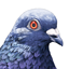 Favicon of Pigeon